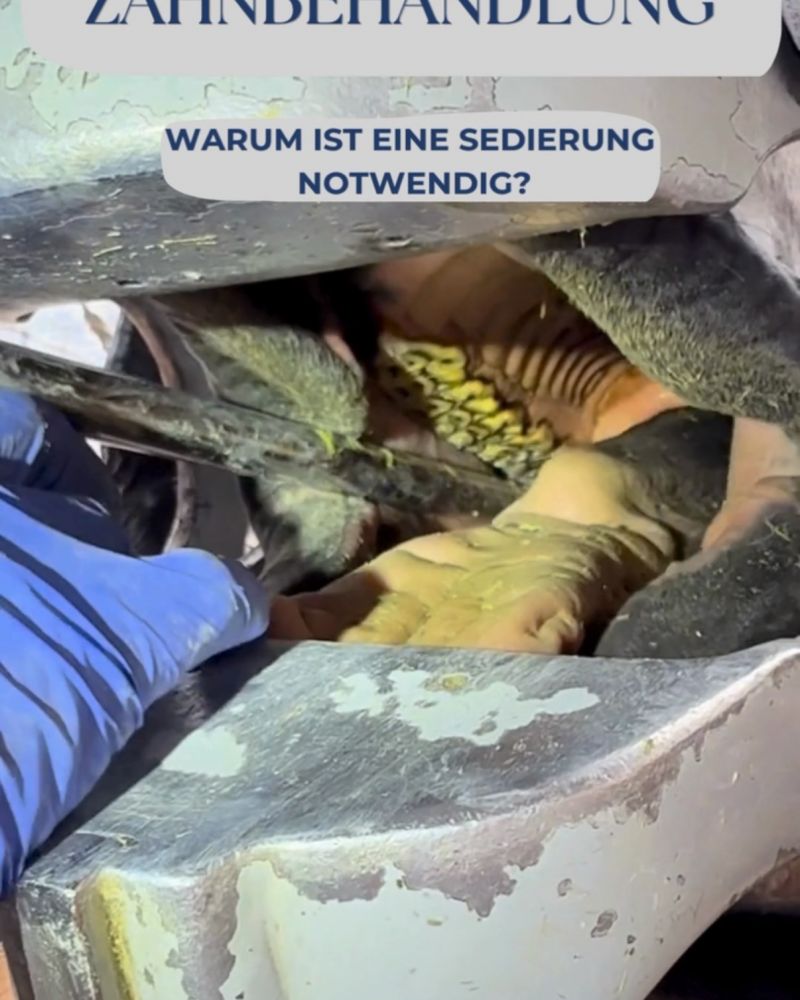 #pferdegesundheit#pferdedentalpraktiker#sedierung#pferdeklinik#pferdezahnmedizin