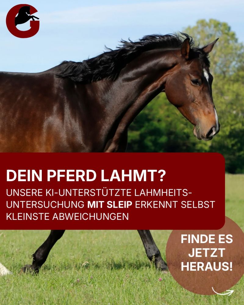 #Pferdemedizin, #Lahmheit, #Tierarzt, #Innovation
#Diagnostik